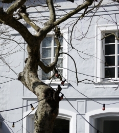 P1120078a web home platane im frhjahr am schlossplatz